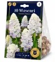 Helmihyasintti ’Nature’s Beauty’ – Muscari – 10 sipulia
