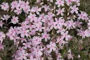 Sammalleimu – Phlox subulata ’Candy Stripes’