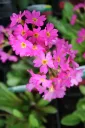 Himalajanesikko – Primula rosea ’Gigas’