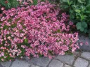 Patjarikko – Saxifraga × arendsii ’Purpurteppich’