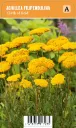 Kultakärsämö
Achillea filipendulina ’Cloth of Gold’ (VIPS)
