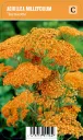 Tarhakärsämö
Achillea millefolium ’Terracotta’ (Vips)