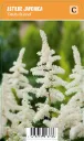 Japaninjaloangervo Astilbe japonica ’Deutschland’ VIPS