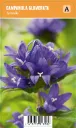 Kääpiöpeurankello, sininen
Campanula glomerata ’Acaulis’ VIPS
