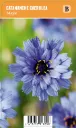 Sinikatana
Catananche caerulea ’Major’ VIPS