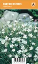 Ketoneilikka, valkoinen
Dianthus deltoides ’Albiflorus’ VIPS