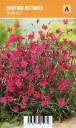 Ketoneilikka, punainen
Dianthus deltoides ’Brilliant’ VIPS