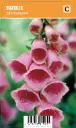 Tarhasormustinkukka
Digitalis × mertonensis VIPS