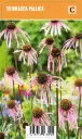 Rohtopunahattu
Echinacea pallida VIPS