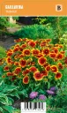 Loistosädekukka
Gaillardia ’Kobold’ VIPS
