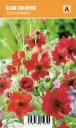 Punakellukka
Geum chiloense ’Mrs Bradshaw’ VIPS