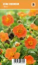 Tulikellukka
Geum coccineum ’Tosai’ VIPS