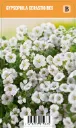 Patjaharso
Gypsophila cerastioides VIPS