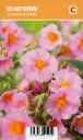 Päivännouto
Helianthemum ’Lawreson’s Pink’ VIPS