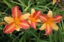 Tarhapäivänlilja
Hemerocallis ’Frans Hals’ VIPS
