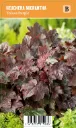 Purppurakeijunkukka
Heuchera micrantha ’Palace Purple’ VIPS