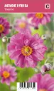Tarhasyysvuokko – Anemone hybrida ’Pamina’ VIPS