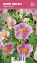 Hopeasyysvuokko – Anemone tomentosa ’Robustissima’ VIPS