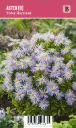 Reunusasteri – Aster dumosus ’Peter Harrison’ VIPS