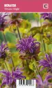 Punaväriminttu, violetti – Monarda didyma ’Prairie Night’ VIPS