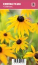Loistopäivänhattu – Rudbeckia fulgida ’Goldsturm’ VIPS