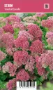 Komeamaksaruoho – Sedum ’Herbstfreude’ VIPS