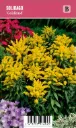 Tarhapiisku – Solidago canadensis ’Goldkind’ VIPS