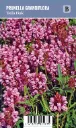 Isoniittyhumala – Prunella grandiflora ’Bella Pink’ VIPS