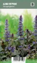 Rentoakankaali – Ajuga reptans ’Atropurpurea’ VIPS