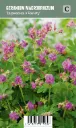Tuoksukurjenpolvi – Geranium macrorrhizum ’Ingwersen’s Variety’ VIPS
