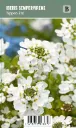 Talvisaippo – Iberis sempervirens ’Appen-Etz’ VIPS