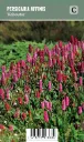 Vuorikonnantatar – Persicaria affinis ’Kabouter’ VIPS