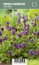 Isoniittyhumala – Prunella grandiflora ’Bella Blue’ VIPS