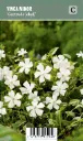 Pikkutalvio, valkoinen – Vinca minor ’Gertrude Jekyll’ VIPS