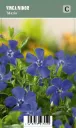 Pikkutalvio – Vinca minor ’Marie’ VIPS