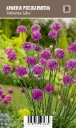 Maljalaukkaneilikka – Armeria pseudarmeria ’Ballerina Lilac’ VIPS