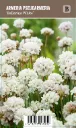 Maljalaukkaneilikka – Armeria pseudarmeria ’Ballerina White’ VIPS