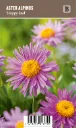 Alppiasteri – Aster alpinus ’Happy End’ VIPS