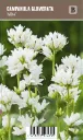 Peurankello, valkoinen – Campanula glomerata ’Alba’ VIPS