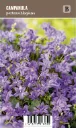 Muurikello – Campanula portenschlagiana VIPS