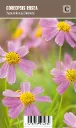 Ruusukaunosilmä – Coreopsis rosea ’American Dream’ VIPS