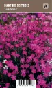 Ketoneilikka, liila – Dianthus deltoides ’Leuchfunk’ VIPS