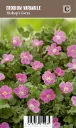 Kivikkokurjennokka – Erodium variabile ’Bishop’s Form’ VIPS