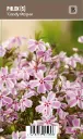 Sammalleimu, vaaleanpunainen – Phlox subulata ’Candy Stripes’ VIPS