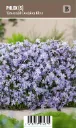 Sammalleimu – Phlox subulata ’Emerald Cushion Blue’ VIPS