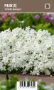Sammalleimu, valkoinen – Phlox subulata ’White Delight’ VIPS