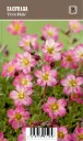 Patjarikko, vaaleanpunainen – Saxifraga ’Pixie Pink’ VIPS