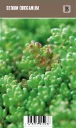 Oregoninmaksaruoho – Sedum oreganum VIPS