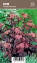 Komeamaksaruoho – Sedum ’Purple Emperor’ VIPS