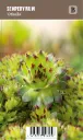 Kivikkomehitähti – Sempervivum ‘Othello’ Vips